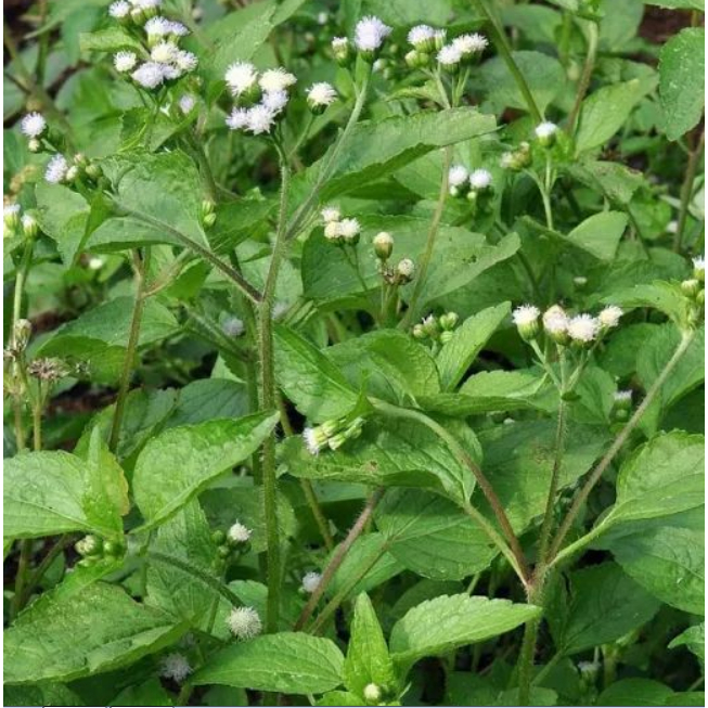 

Daun Badotan Segar / Daun Babadotan herbal kesehatan tubuh