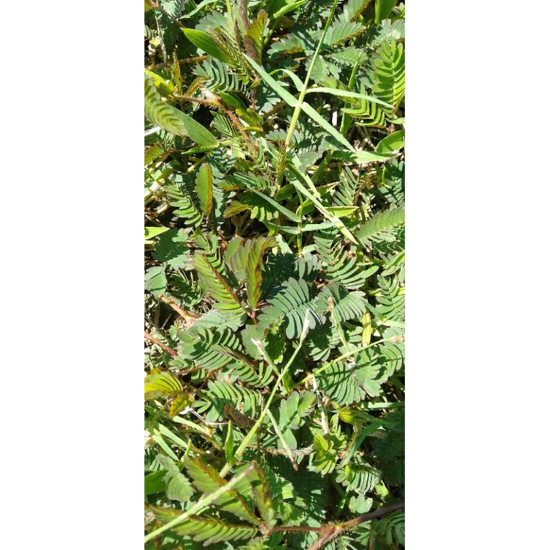 

Daun Akar Putri Malu petik segar