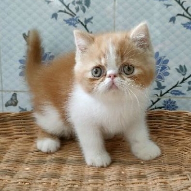 Kitten exo peaknose male ( PO )