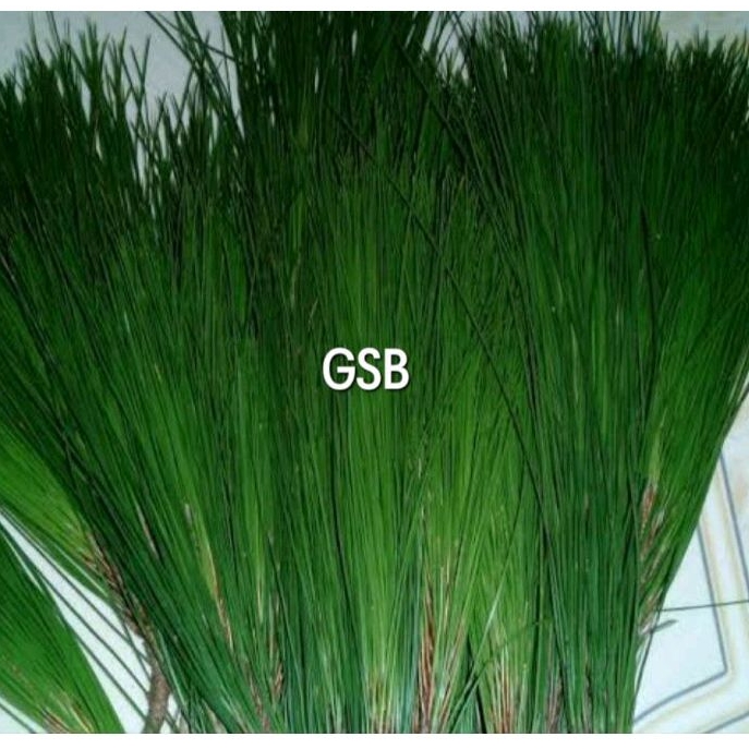 

Daun pinus segar 500 gram herbal stroke
