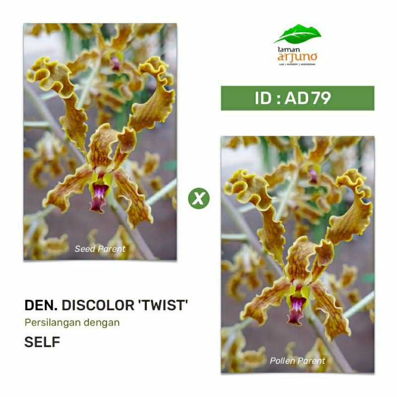 Anggrek Dendrobium discolor 'twist'