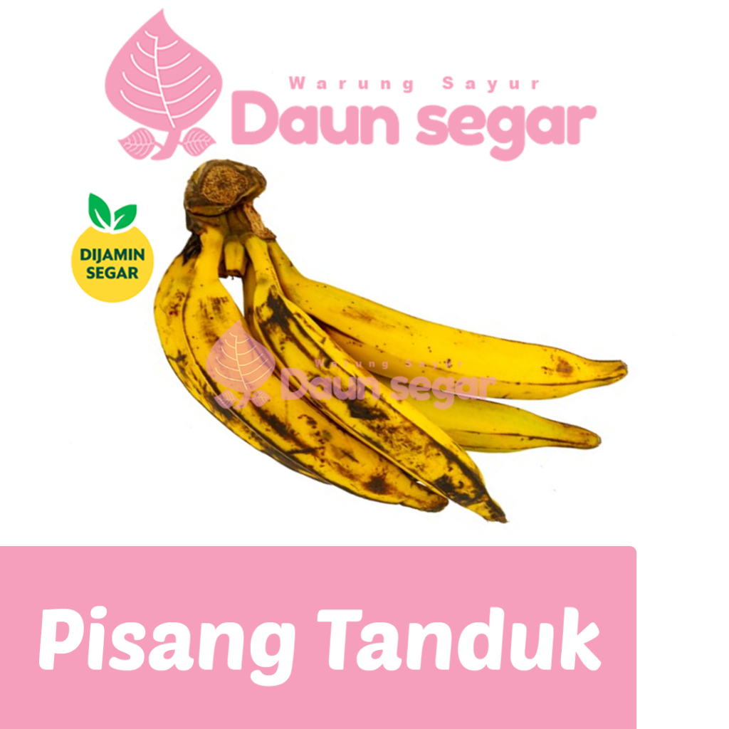 

Pisang Tanduk Super Fresh Per Buah Segar