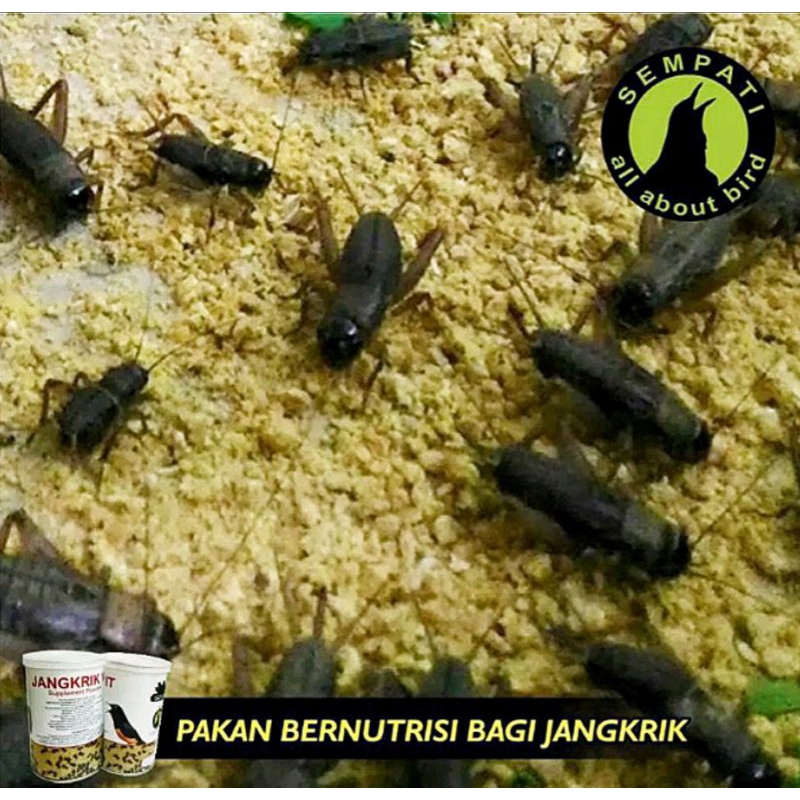 PAKAN BURUNG BRAL BRUL MORRIS ISI 1KG MAKANAN BURUNG MURAI INDUKAN