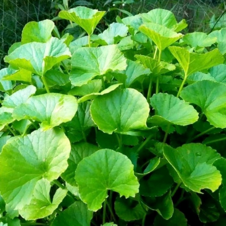 

Daun Pegagan Segar Atau Antanan 1 kg