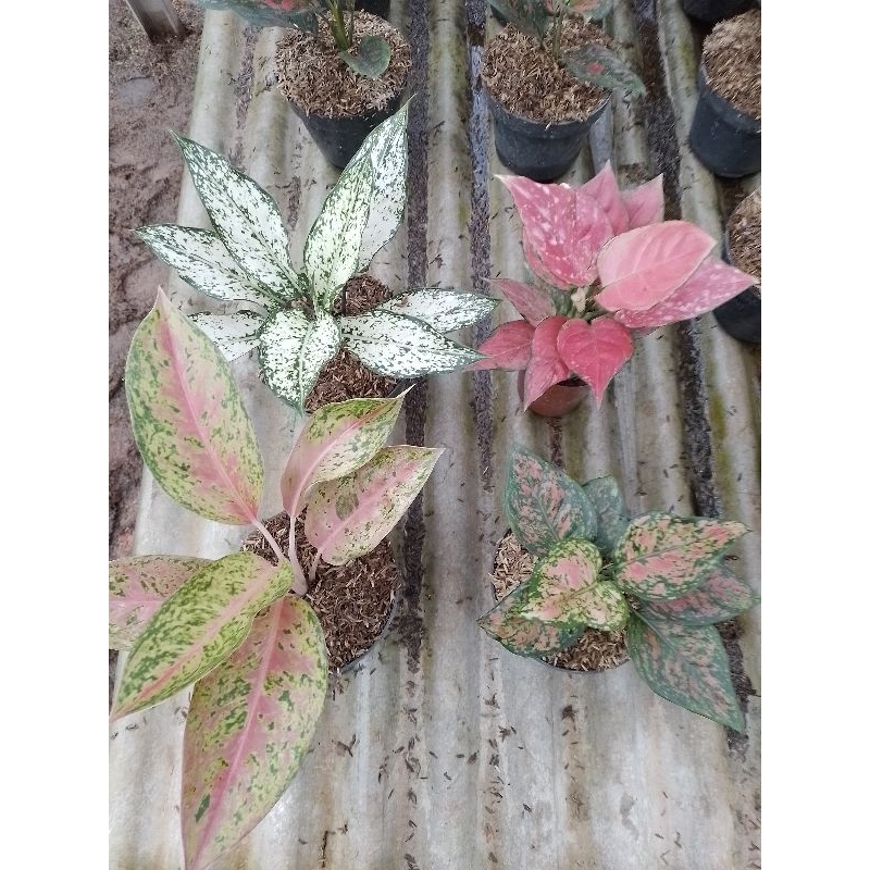 Paket aglonema 4 batang Pink katrina, Snow White, Dut anjamani, Big roy