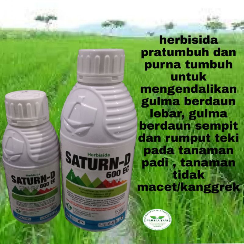 SATURN-D 600 EC/tiobenkarb/racun rumput/gulma daun lebar/gulma daun sempit/rumput teki/satrun cair