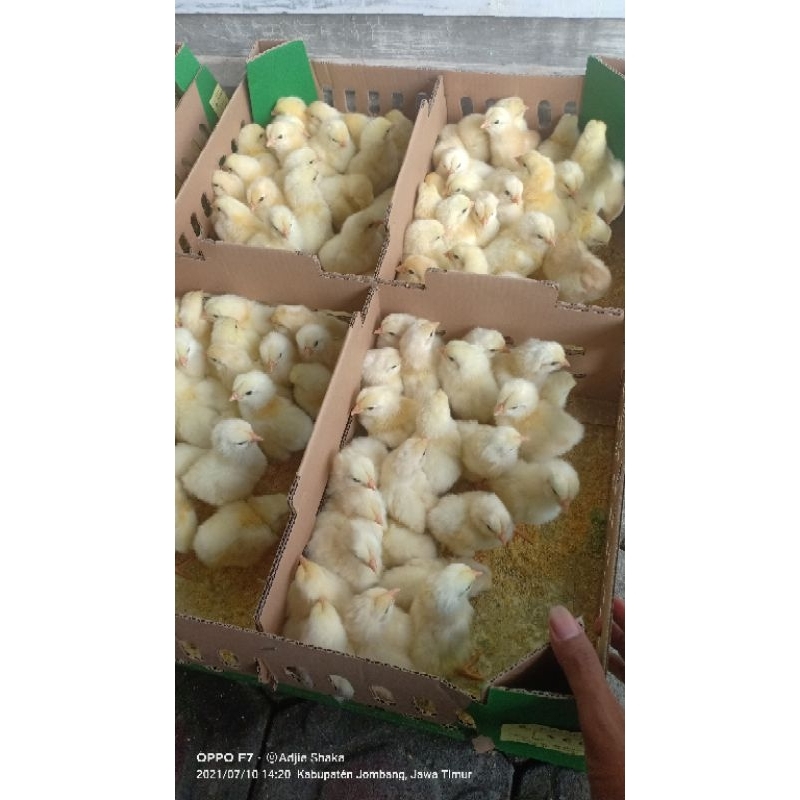 RST doc pedaging/broiler super merk