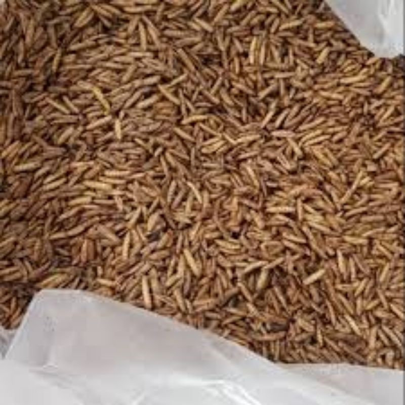 Maggot kering / Dry maggot Sangrai
