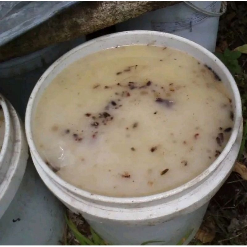 Getah Pinus Resin Mentah 1kg