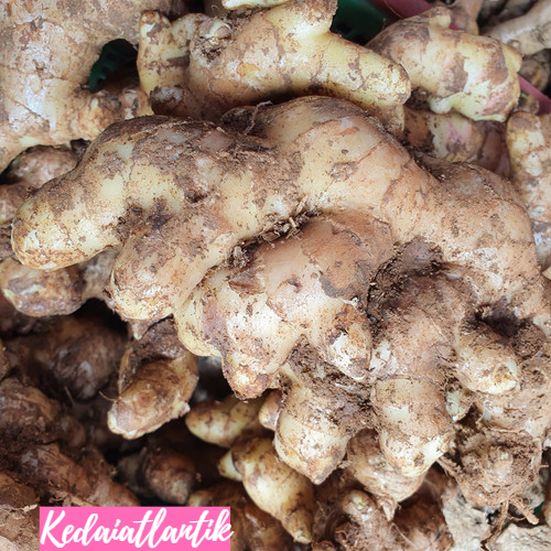 

Jahe Putih Ukuran Jumbo 1kg
