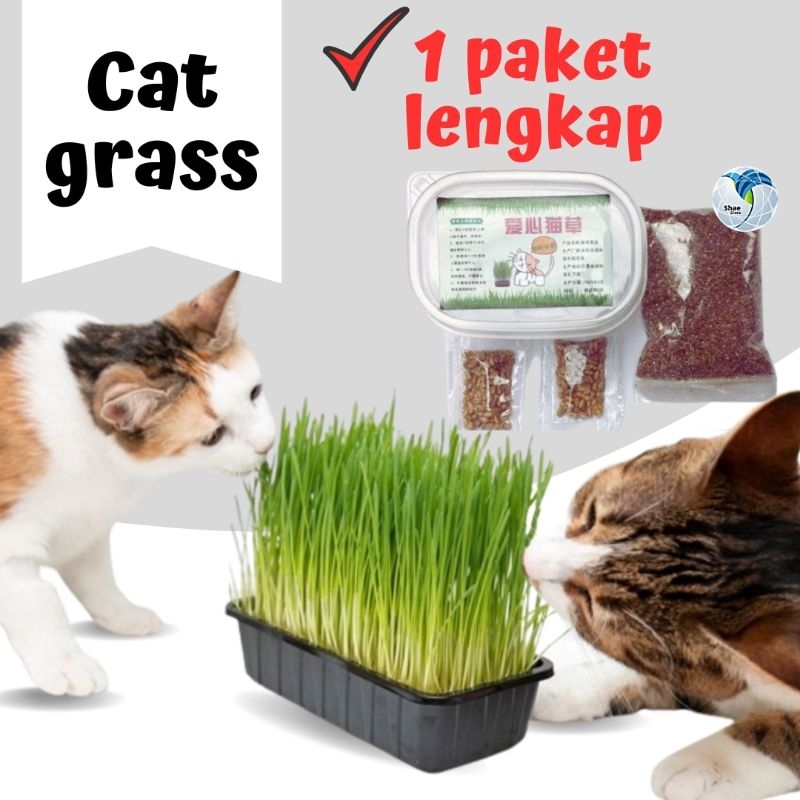 Cat Grass Benih Rumput Kucing Satu Paket lengkap Benih Gandum Rumput Untuk Kucing Shaestore15