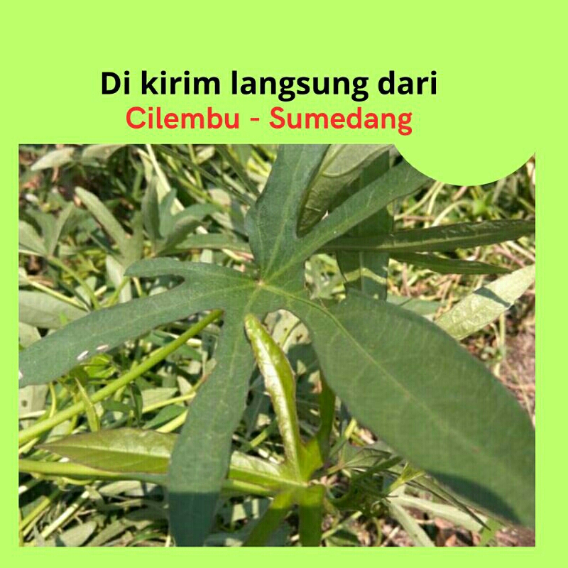 Bibit Ubi Cilembu Sumedang ubi madu