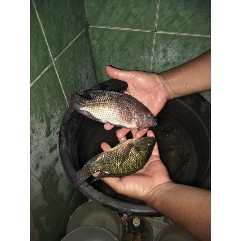 

ikan mujair segar 1,5 kg