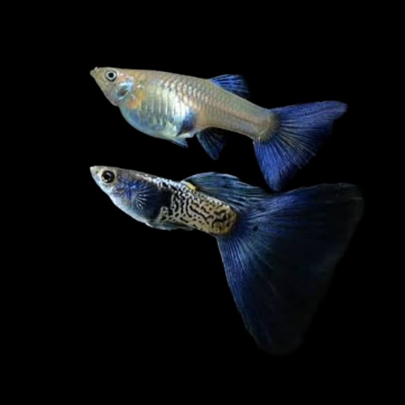Guppy Metal Snake SKin Blue Tail