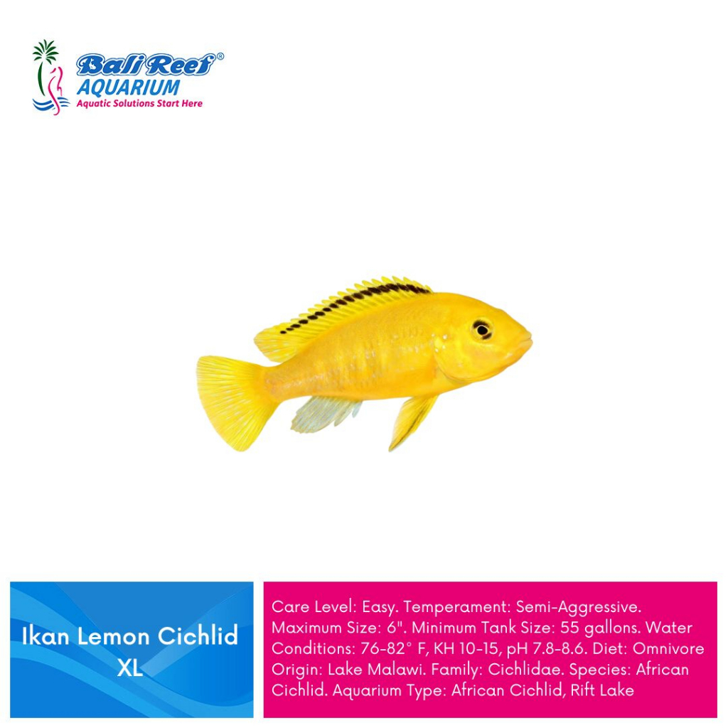 Ikan Hias Air Tawar Lemon Cichlid African Lemon Cichlid Xl