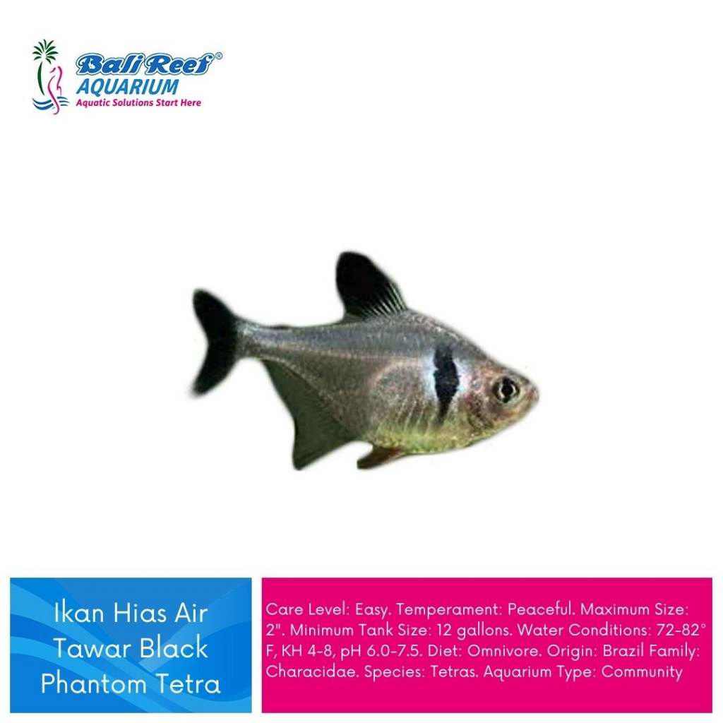 Ikan Hias Air Tawar Aquascape Black Tetra