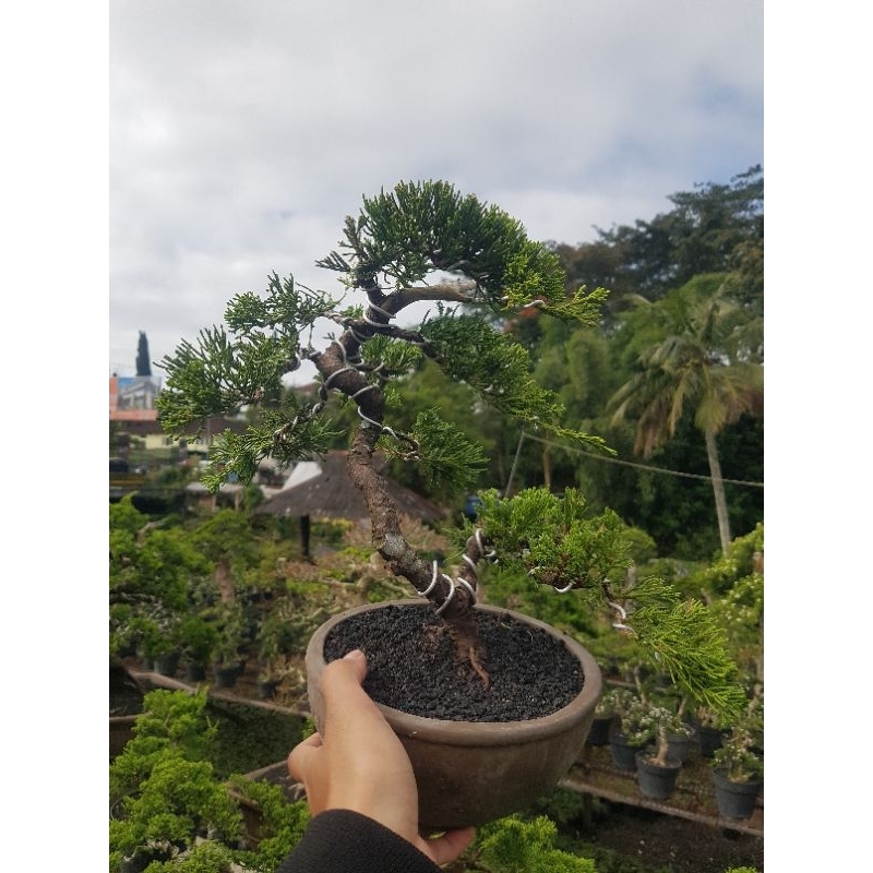 Bonsai cemara sinensis gaya meliuk liuk manja / bonsai jadi siap pajang