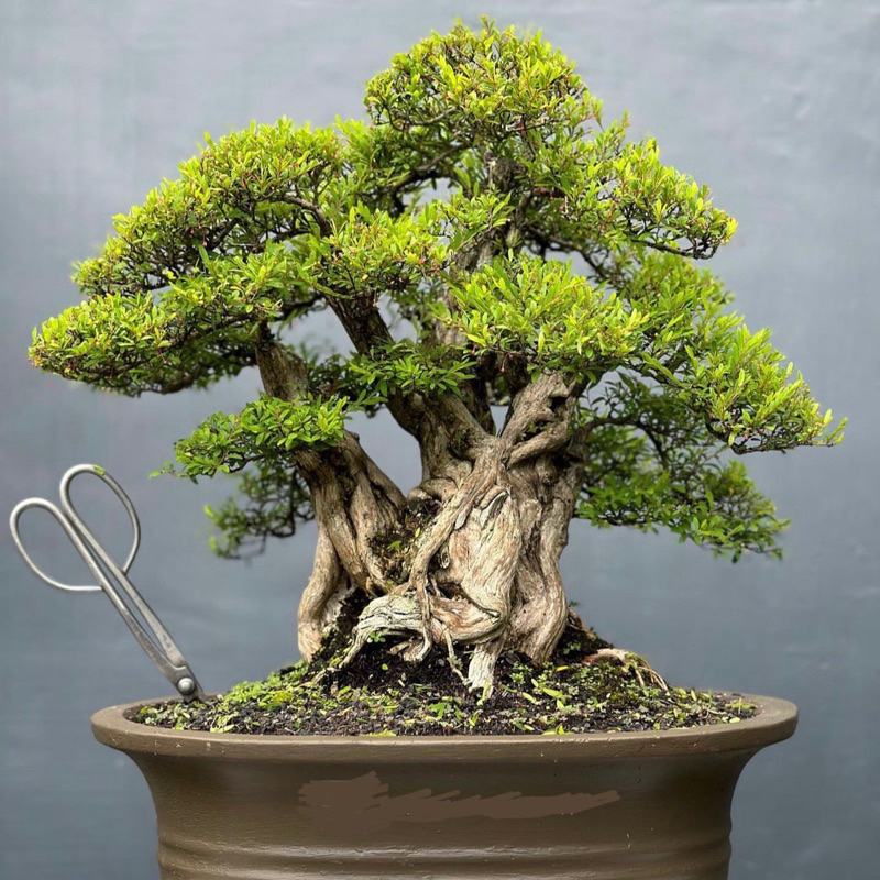 BONSAI CENDRAWASIH CENDRAWASI REAL FOTO bonsai jadi bonsai siap pajang bonsai dongkelan