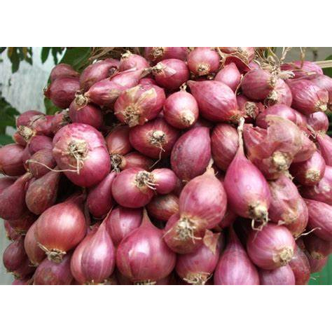 

bawang merah termurah
