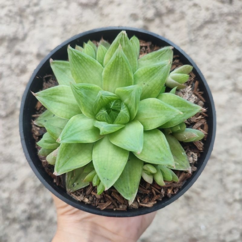 Haworthia Cymbiformis | Sukulen | D 10cm