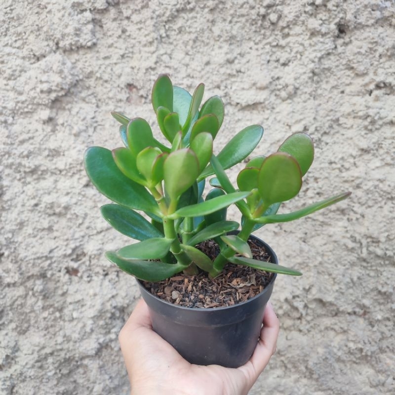 Crassula Ovata (Jade Plant) | DP 10cm | Sukulen