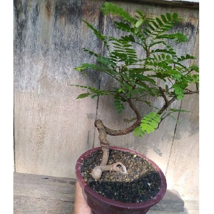 bonsai asem jawa bahan mame meliuk plus pot sesuai gambar