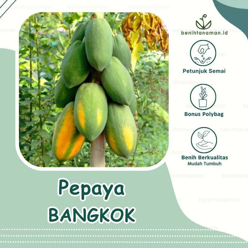 3 Biji - Benih Pepaya Bangkok Pepaya Thailand
