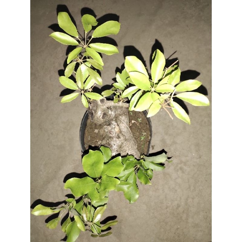 bahan bonsai pohon dhemit Tlogosari realpic sesuai gambar