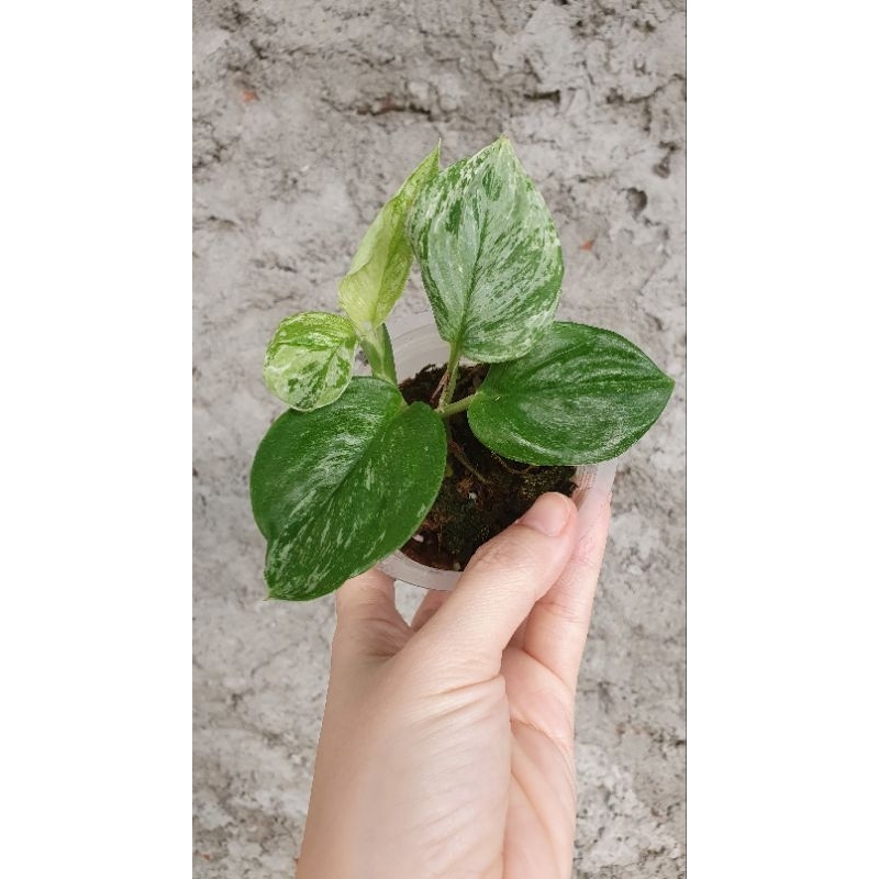 scindapsus treubii moonlight varigata