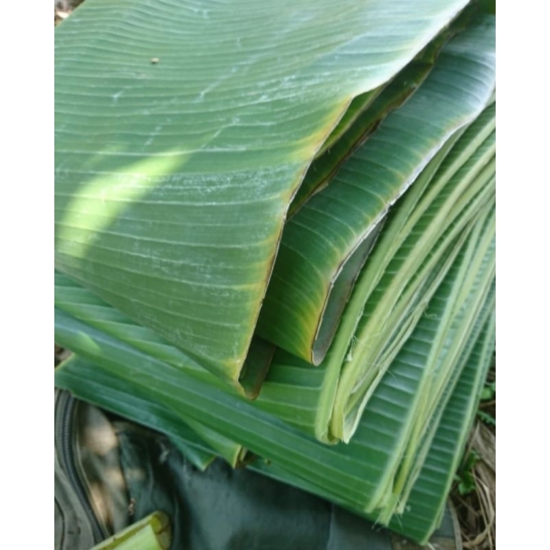 daun pisang bungkus makanan daun pisang, daun pisang hijau fres,.daun pisang membungkus
