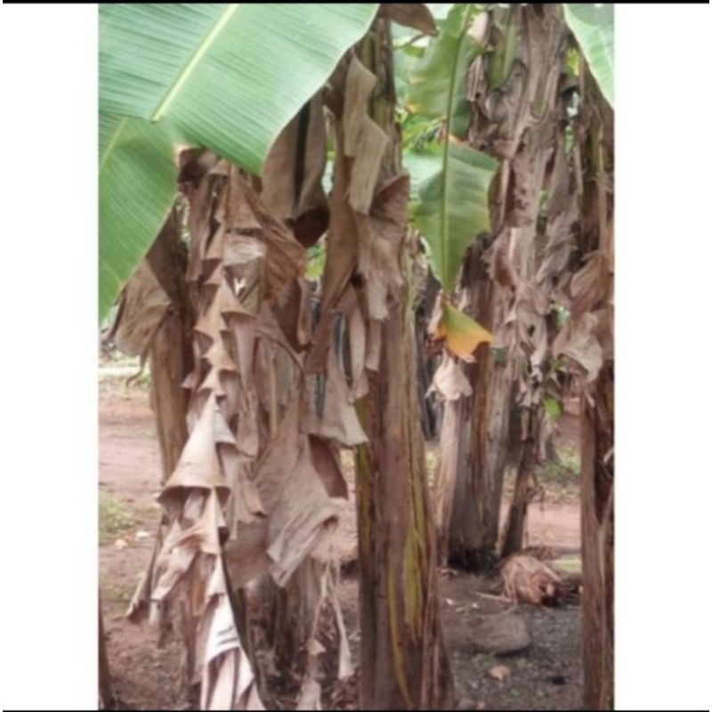 

Daun pisang kering 250gram