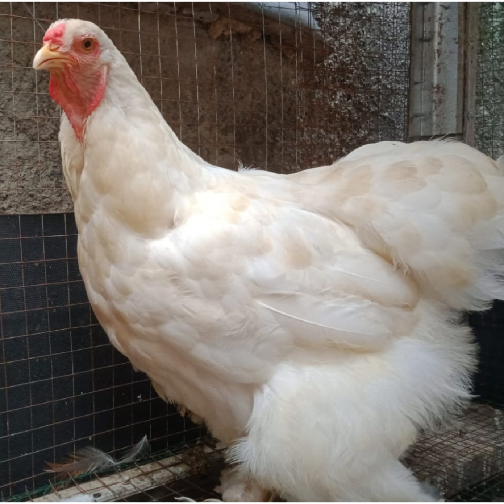 Ayam brahma white betina murni indukan ( real foto dan vidio )