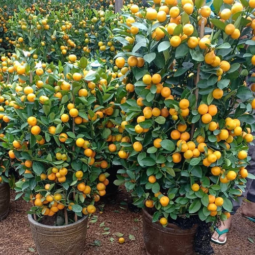 Bibit Tanaman Buah Jeruk Santang Madu (Citrus nobilis Lour) Besar Sudah Berbuah pohon hidup