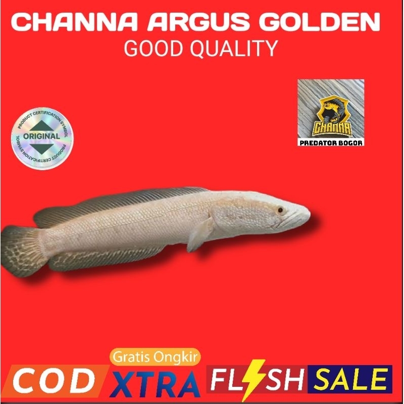 hiasan aquarium chana Argus Golden Albino size 10-12cm grade A