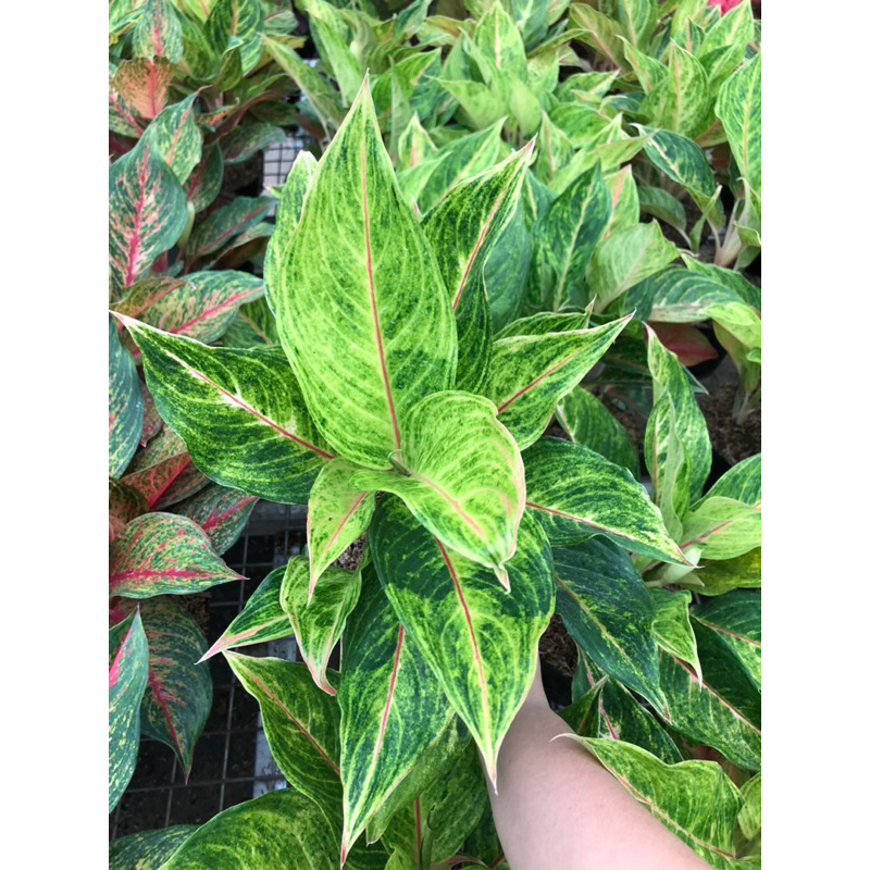 Aglaonema Permata Sari rumpun