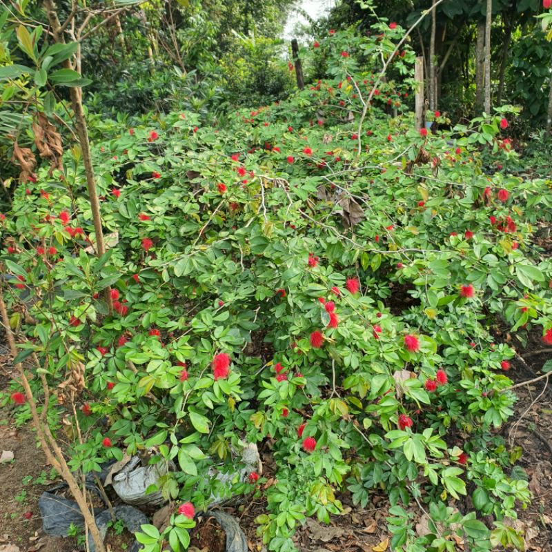 Bibit Bunga Kaliandra Lusiana Cangkok