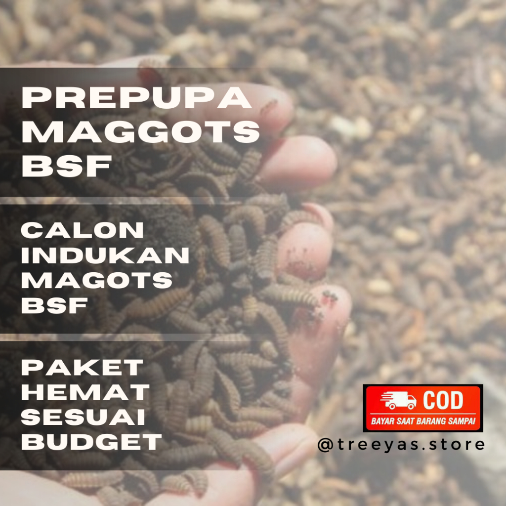 prepupa/pupa maggot magot bsf