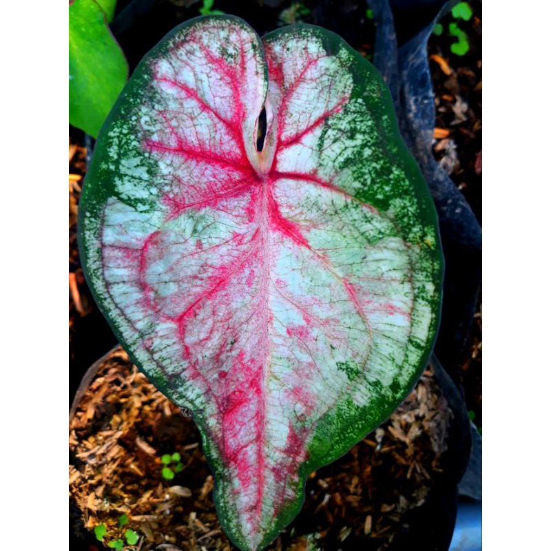 tanaman hias hidup bunga caladium hybrite 18