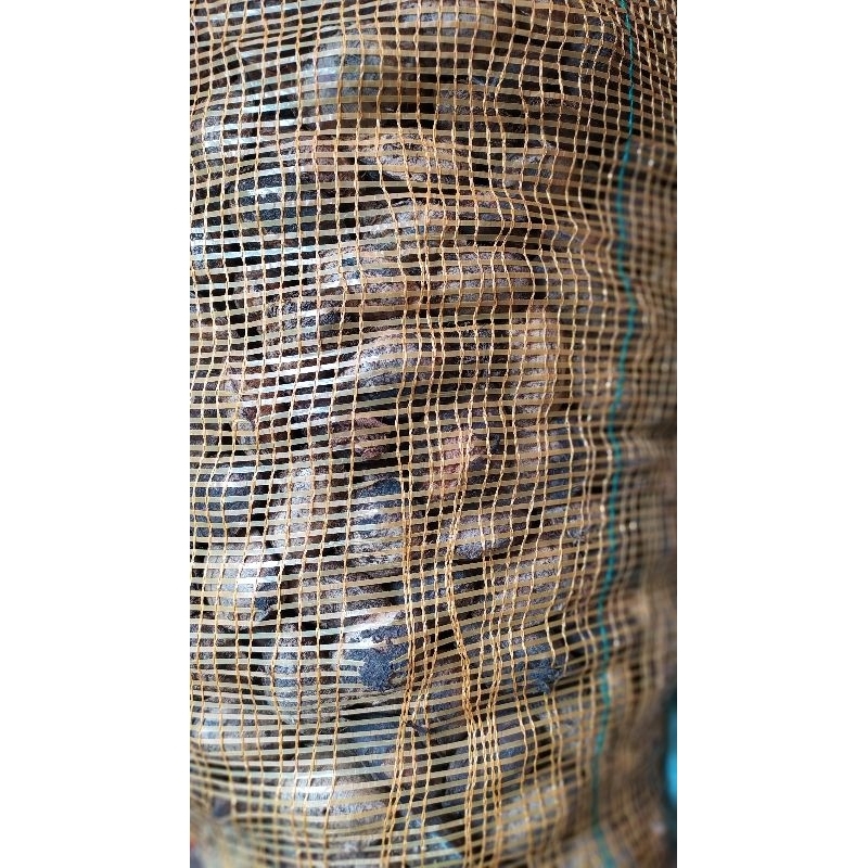 biji buah ketapang laut untuk  pakan burung kemasan paket 1.kilo gram