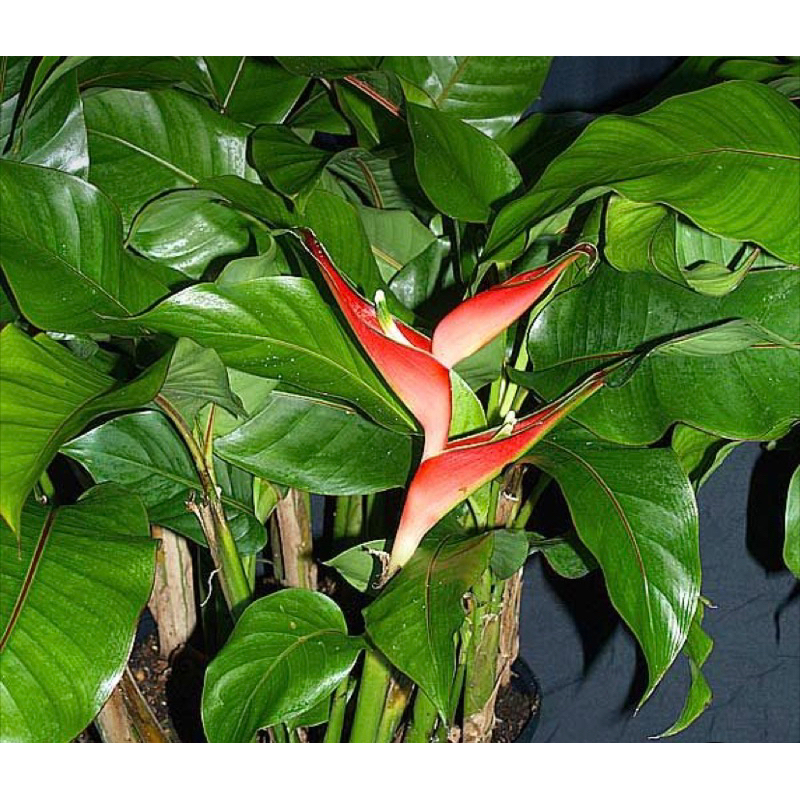 BIBIT HELICONIA STRICTA / PISANG PISANGAN BETET MINI