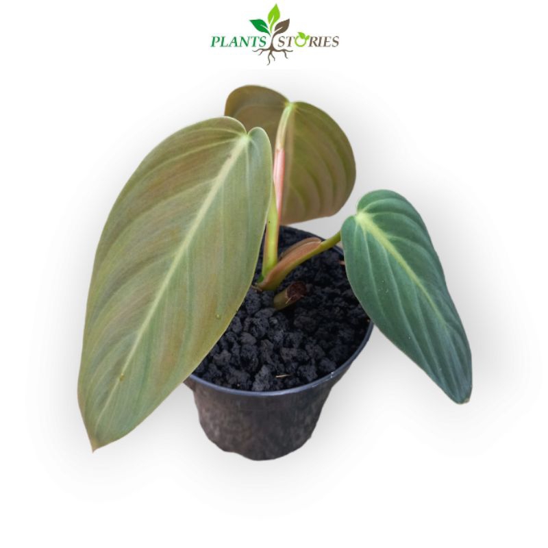 Tanaman Hias Philodendron Gigas