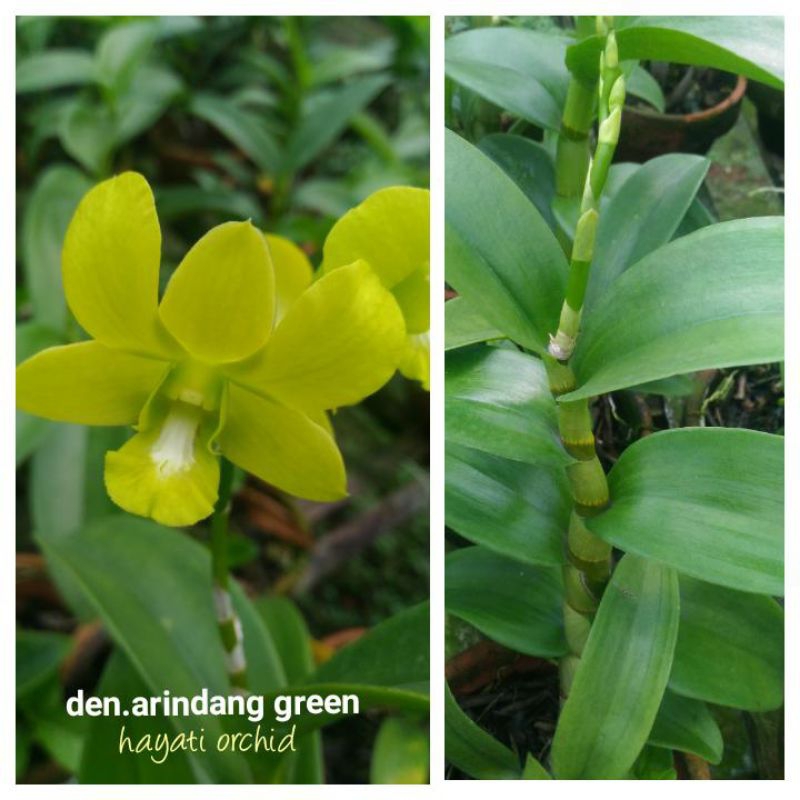 Anggrek Dendrobium Arindang Green