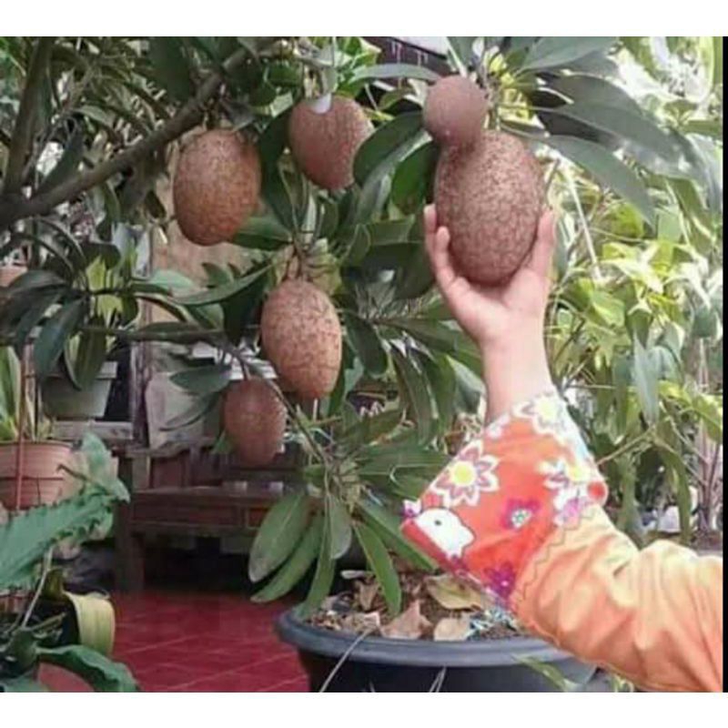 bibit sawo jumbo sudah berbuah