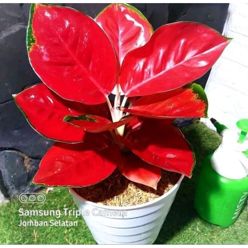 Aglonema Suksom jaipong dewasa super rimbun