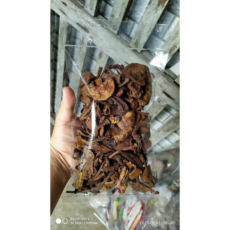 

JAMUR PELAWAN SUPER 50GRAM KULAT PELAWAN ASLI BANGKA