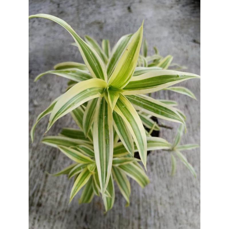 Tanaman Suji Kuning/Bambu Hoki Kuning