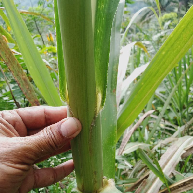 

Buah tetubus/tebu sayur segar