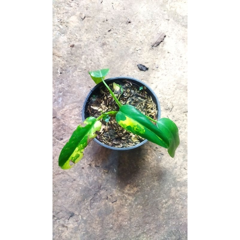 tanaman hias domesticum