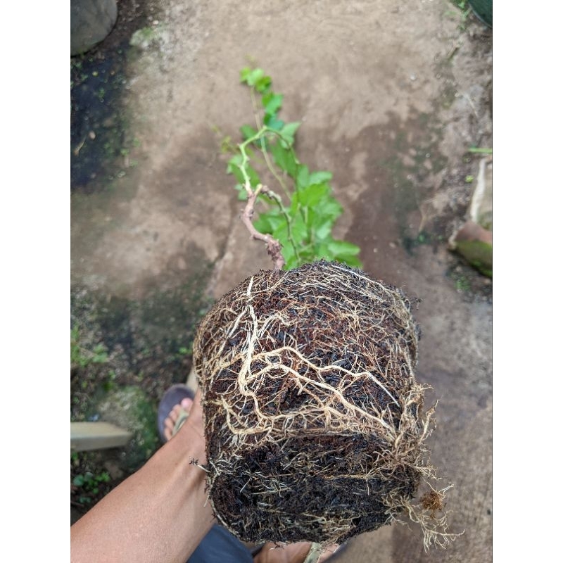 cutting rootstock anggur terbaik pembuahan jenis SO4