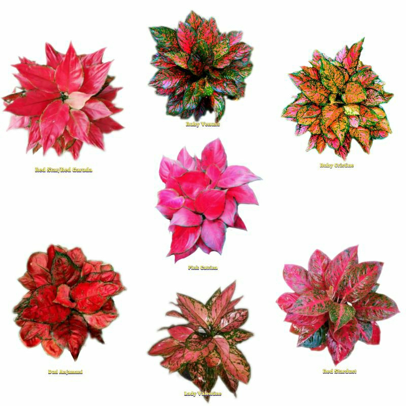 PAKET BUNGA AGLONEMA DEWASA TANAMAN HIAS DAUN